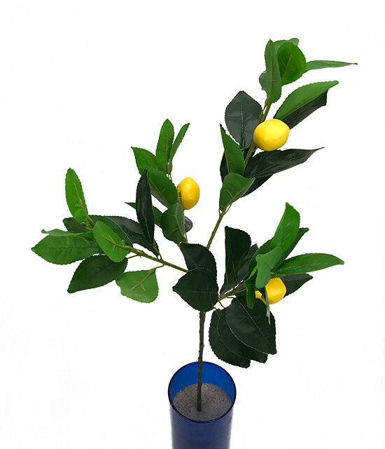 Sitrus teko-oksa 70cm
