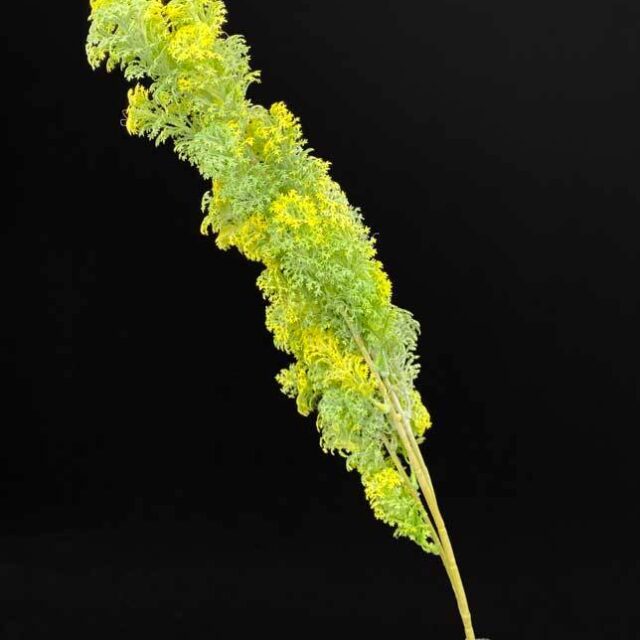 Sypressin teko-oksa 70cm, vihreä/keltainen