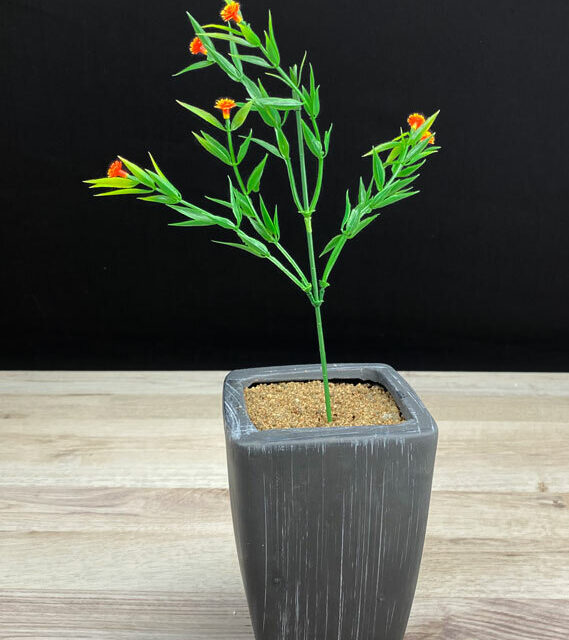 Tekoheinäoksa, oranssit kukat
