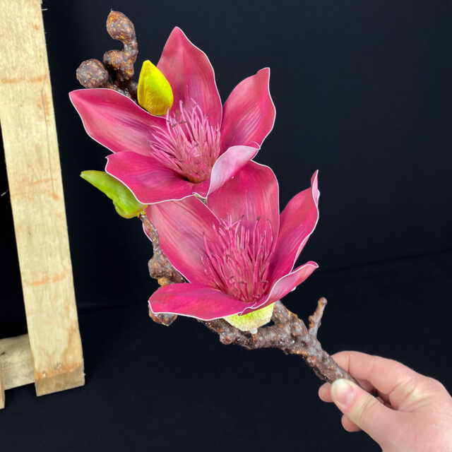 Magnolia kestokukka, tumma viininpunainen