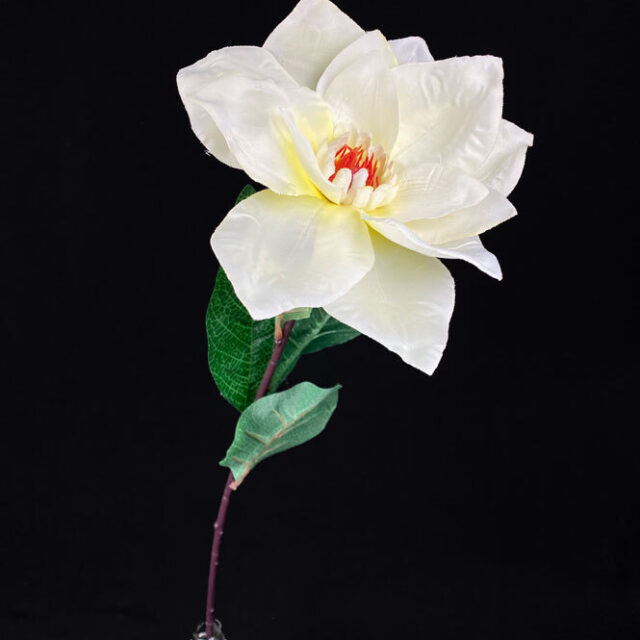 Magnolia tekokukka, kerma