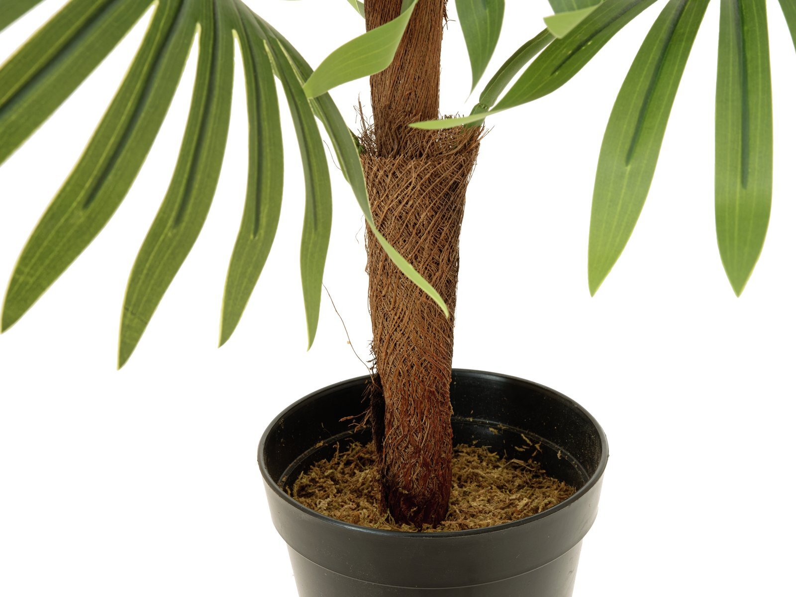 tekoviuhkapalmu 88 cm - Image 3