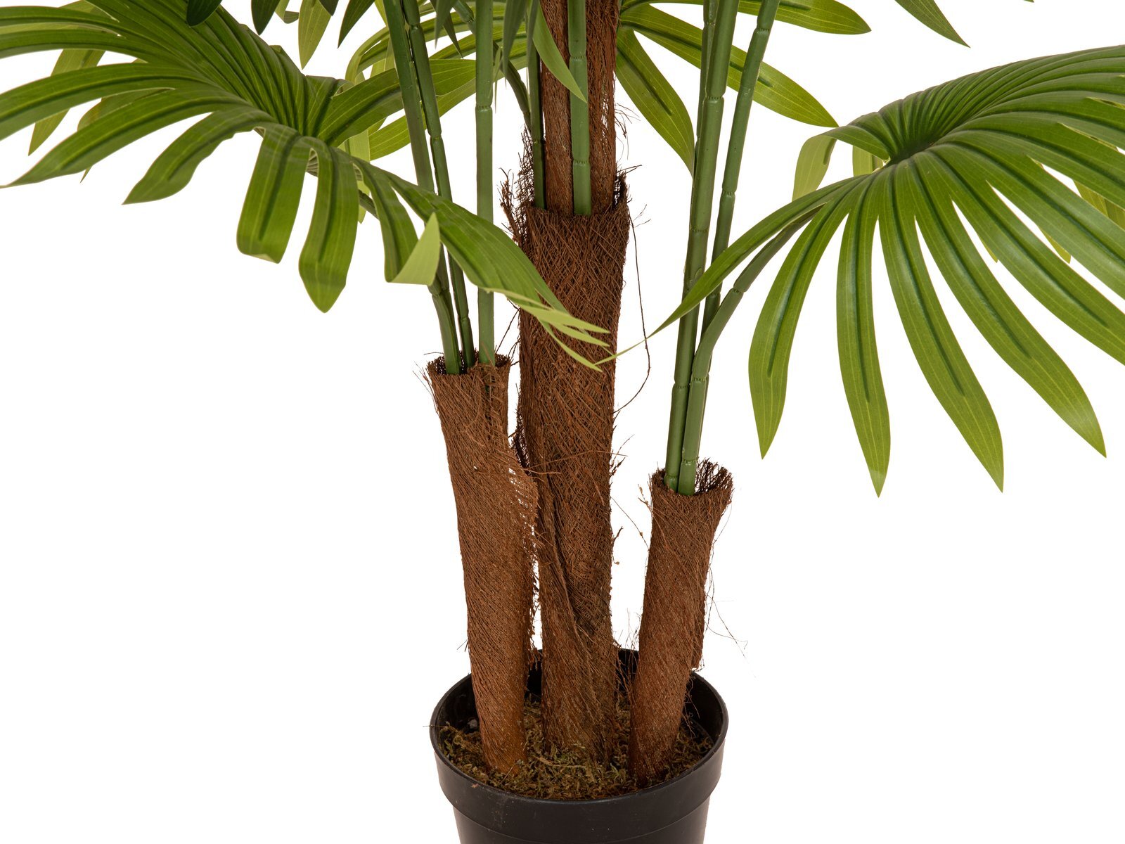 Tekopalmu viuhkapalmu 165 cm - Image 3