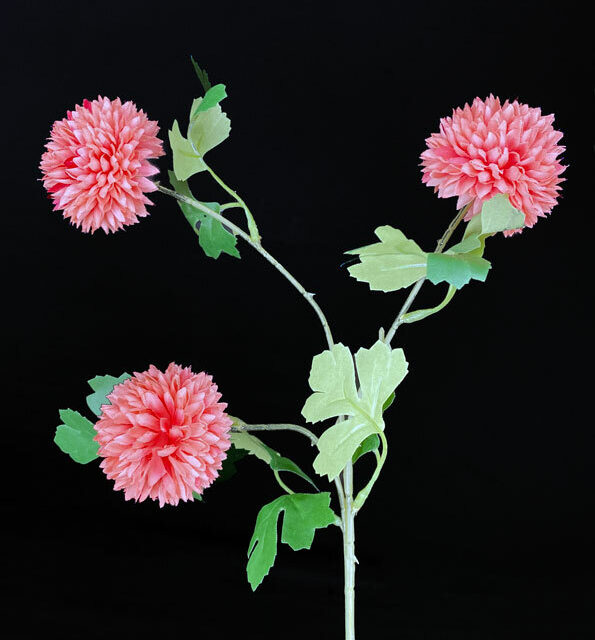 Krysanteemi kestokukka, rosa