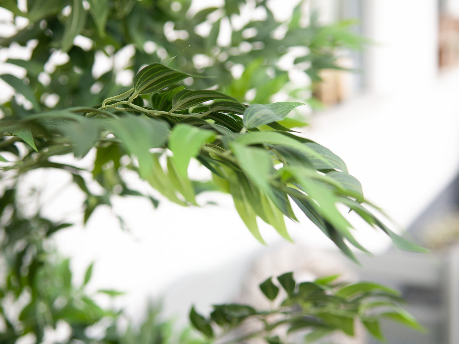 Tekopuu Ficus longifolia vihreä 165 cm - Image 6