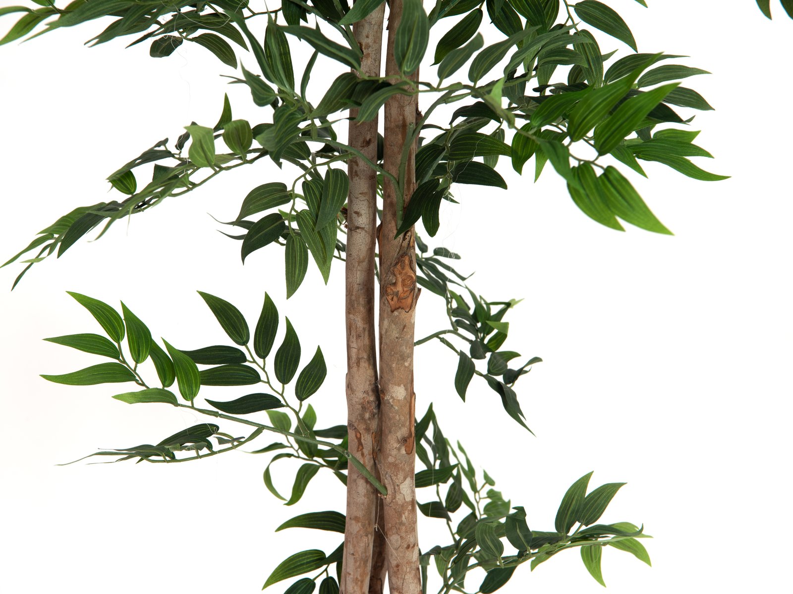 Tekopuu Ficus longifolia vihreä 165 cm - Image 4