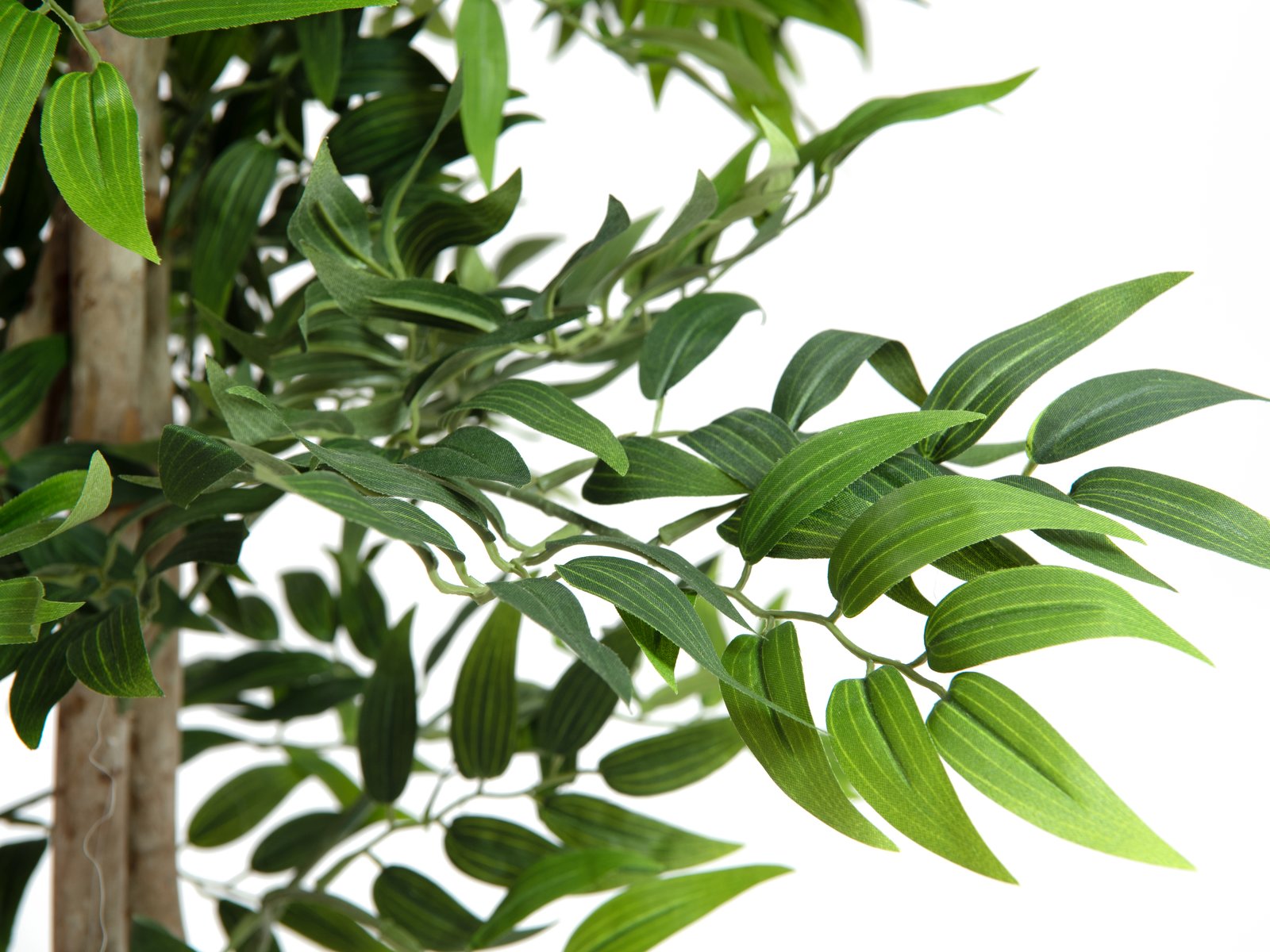 Tekopuu Ficus longifolia vihreä 165 cm - Image 3
