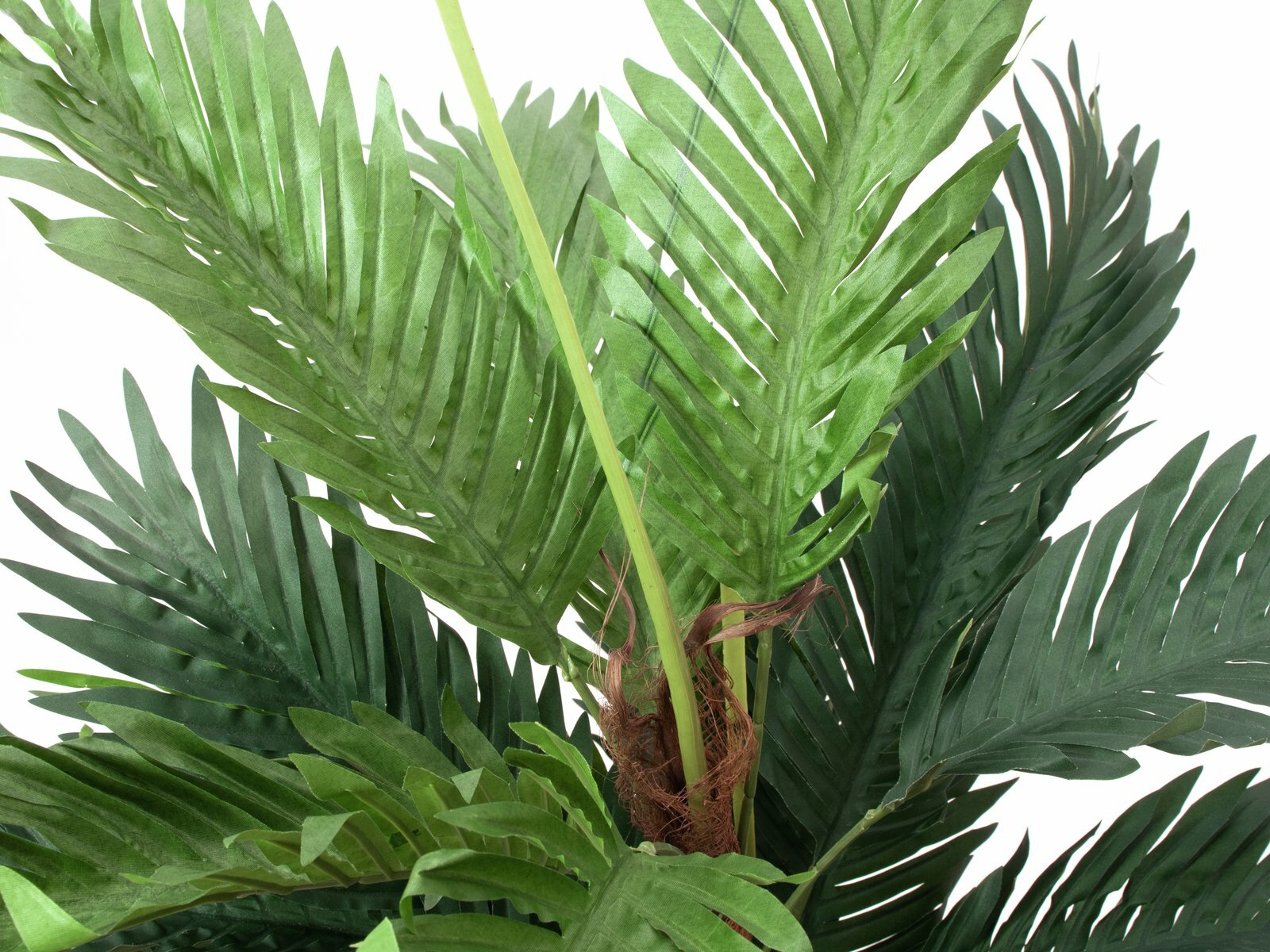 Kentia-tekopalmu 120 cm - Image 2