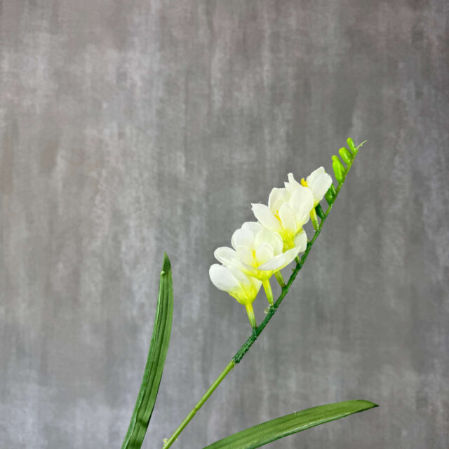 Freesia tekokukka, valkoinen/vihreä