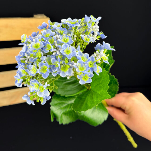 Hortensia kestokukkaoksa, sininen