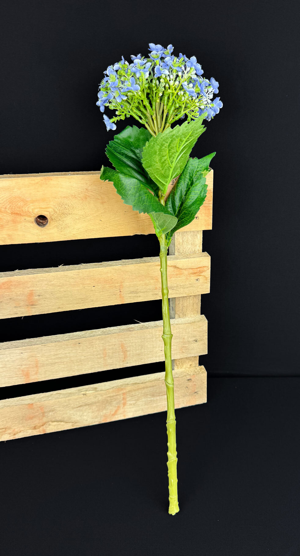 Hortensia kestokukkaoksa, sininen - Image 2