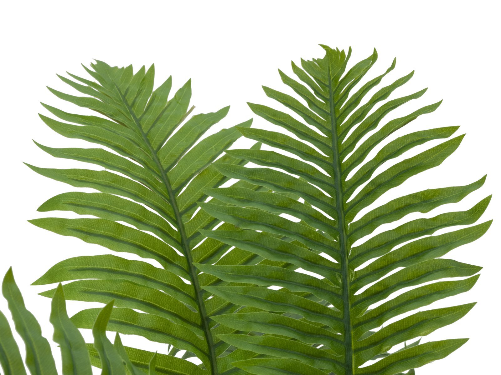 Cycas-tekopalmu 70 cm - Image 2