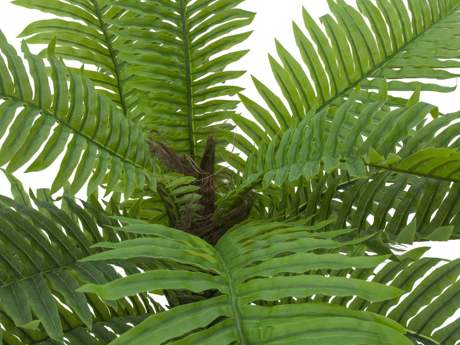 Cycas-tekopalmu 70 cm - Image 3