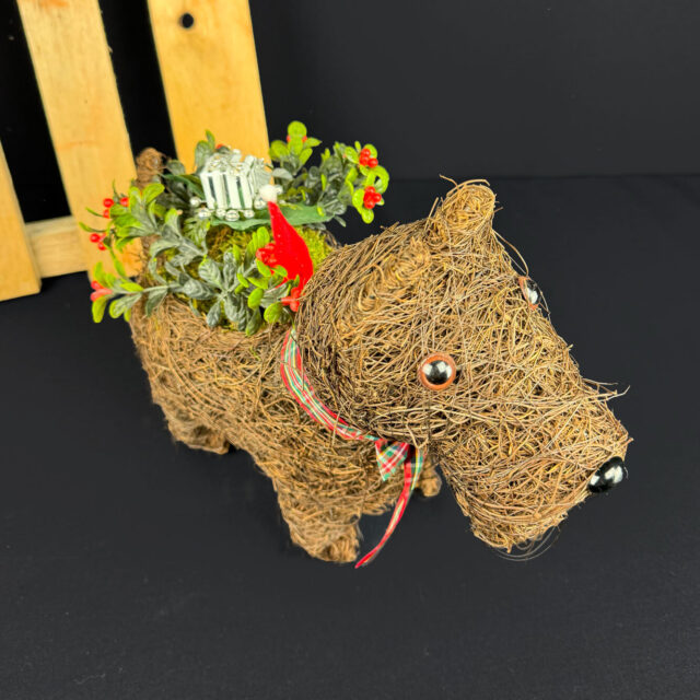 Jouluasetelma koiraruukussa