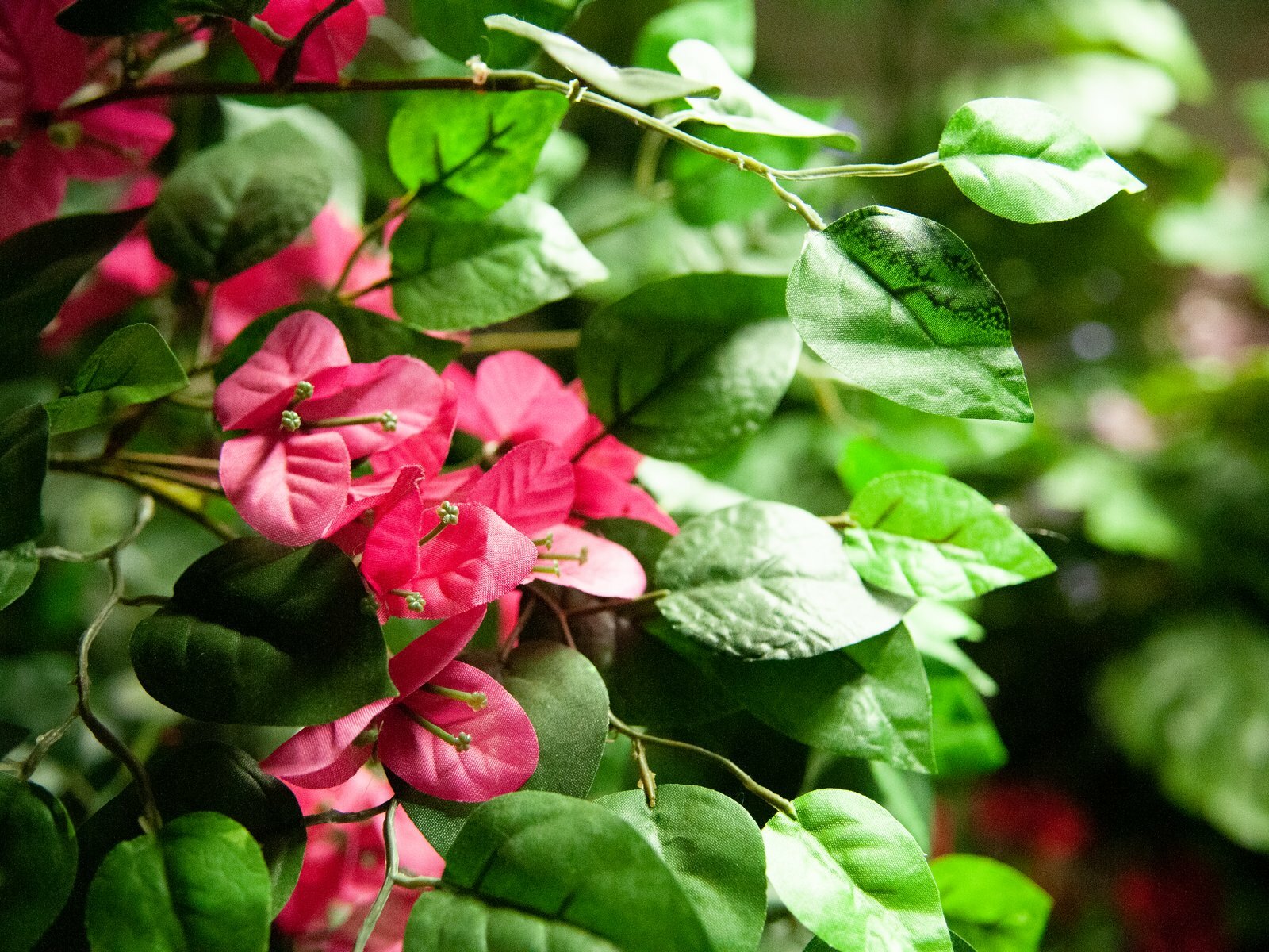 Vaaleanpunainen bougainvillea-tekopuu 180 cm - Image 3