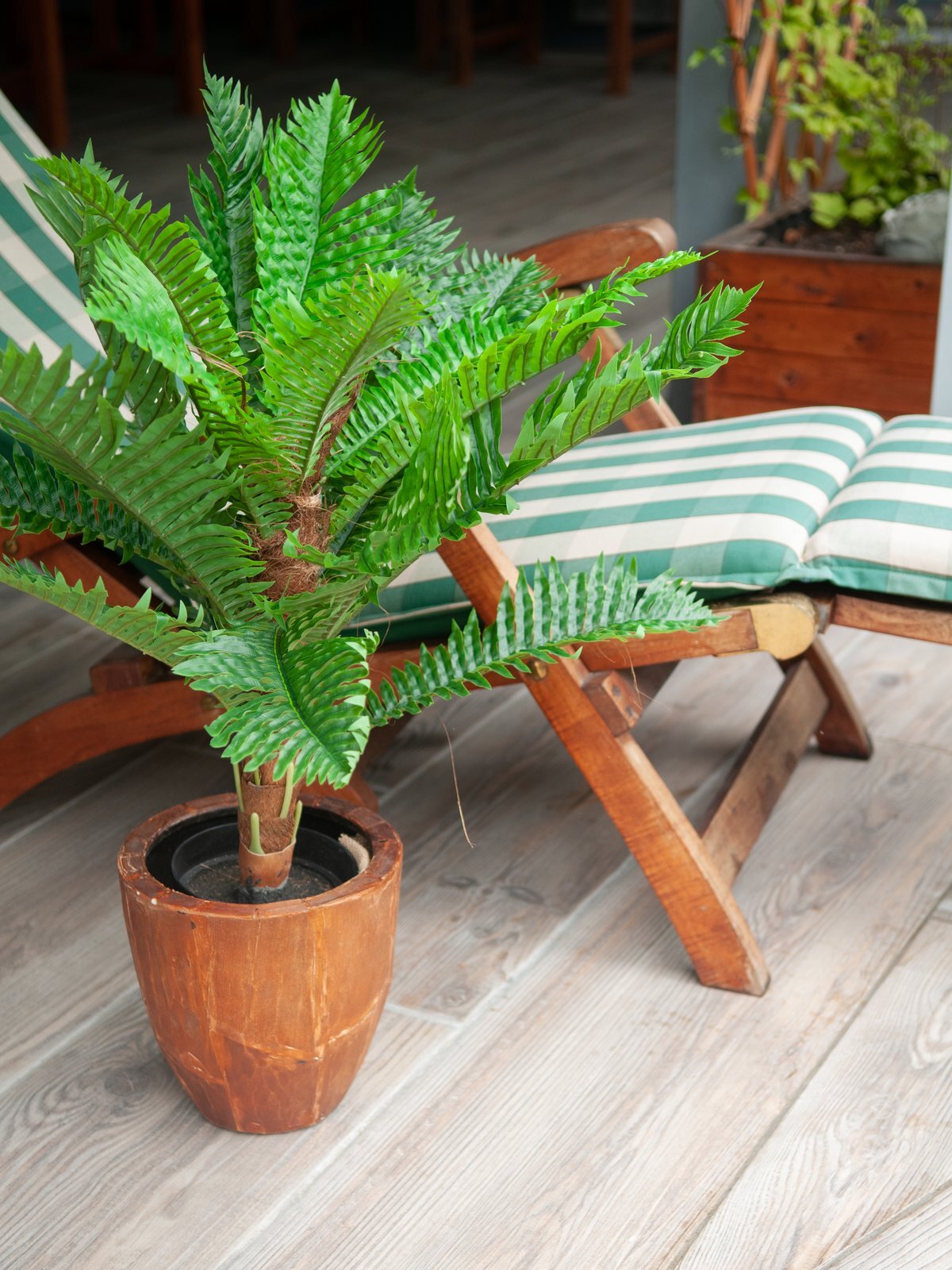 Cycas-tekopalmu 70 cm - Image 4