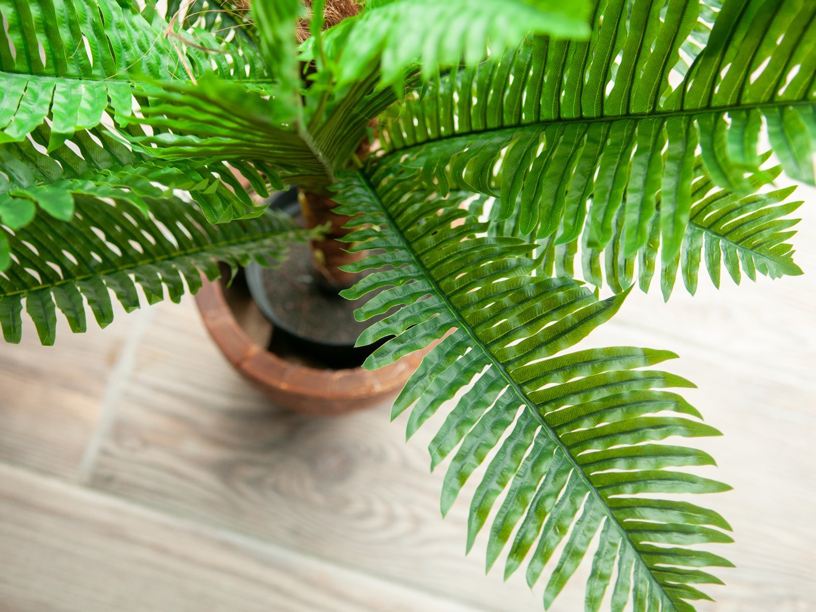 Cycas-tekopalmu 70 cm - Image 5