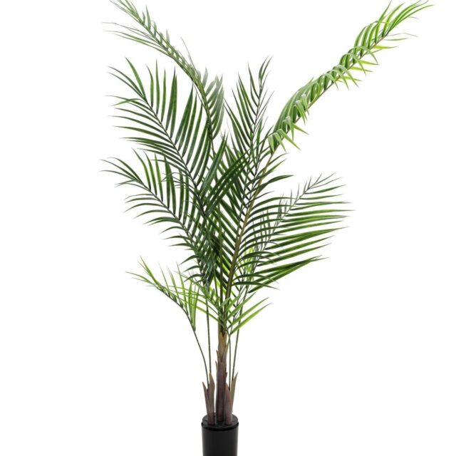 Areca tekopalmu 165cm