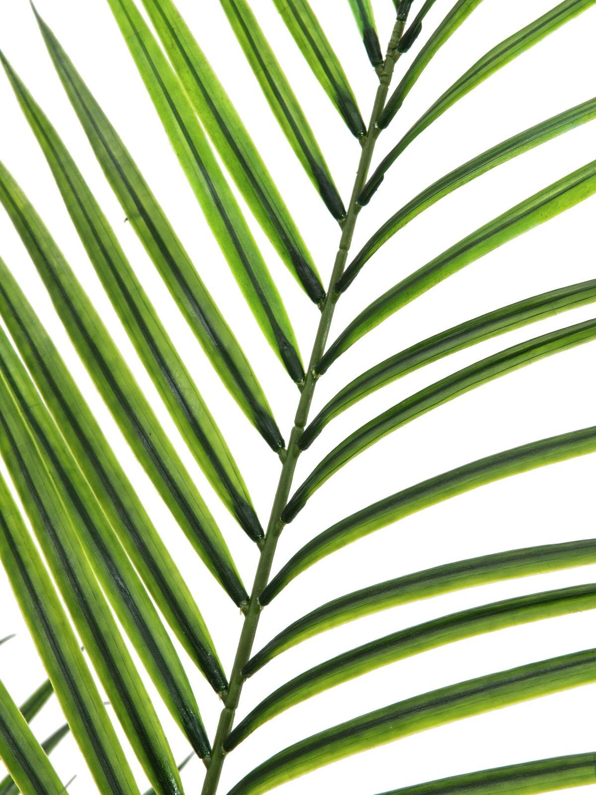 Areca-tekopalmu vihreä 165 cm - Image 2
