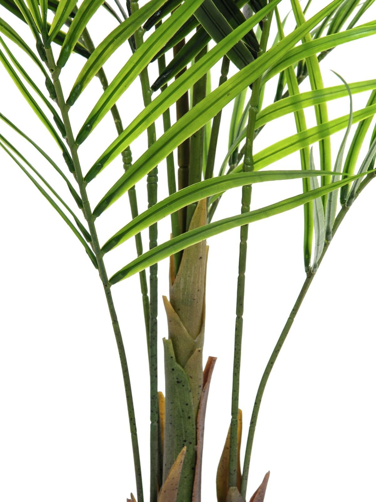 Areca-tekopalmu vihreä 165 cm - Image 3
