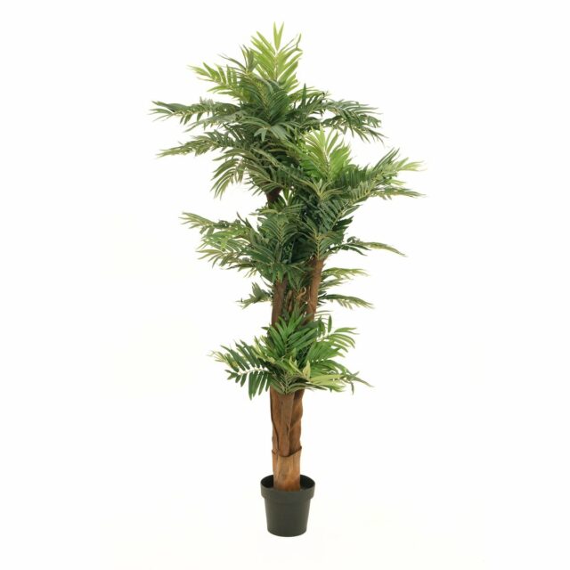 Areca tekopalmu 170cm
