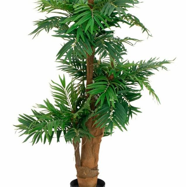 Areca tekopalmu 140cm