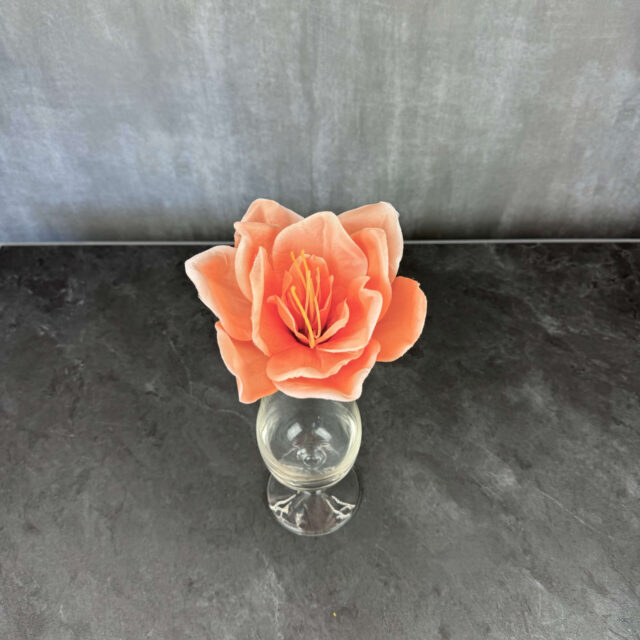 Amaryllis kestokukkapää, aprikoosi