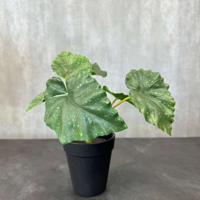 Begonia tekokasvi ruukussa