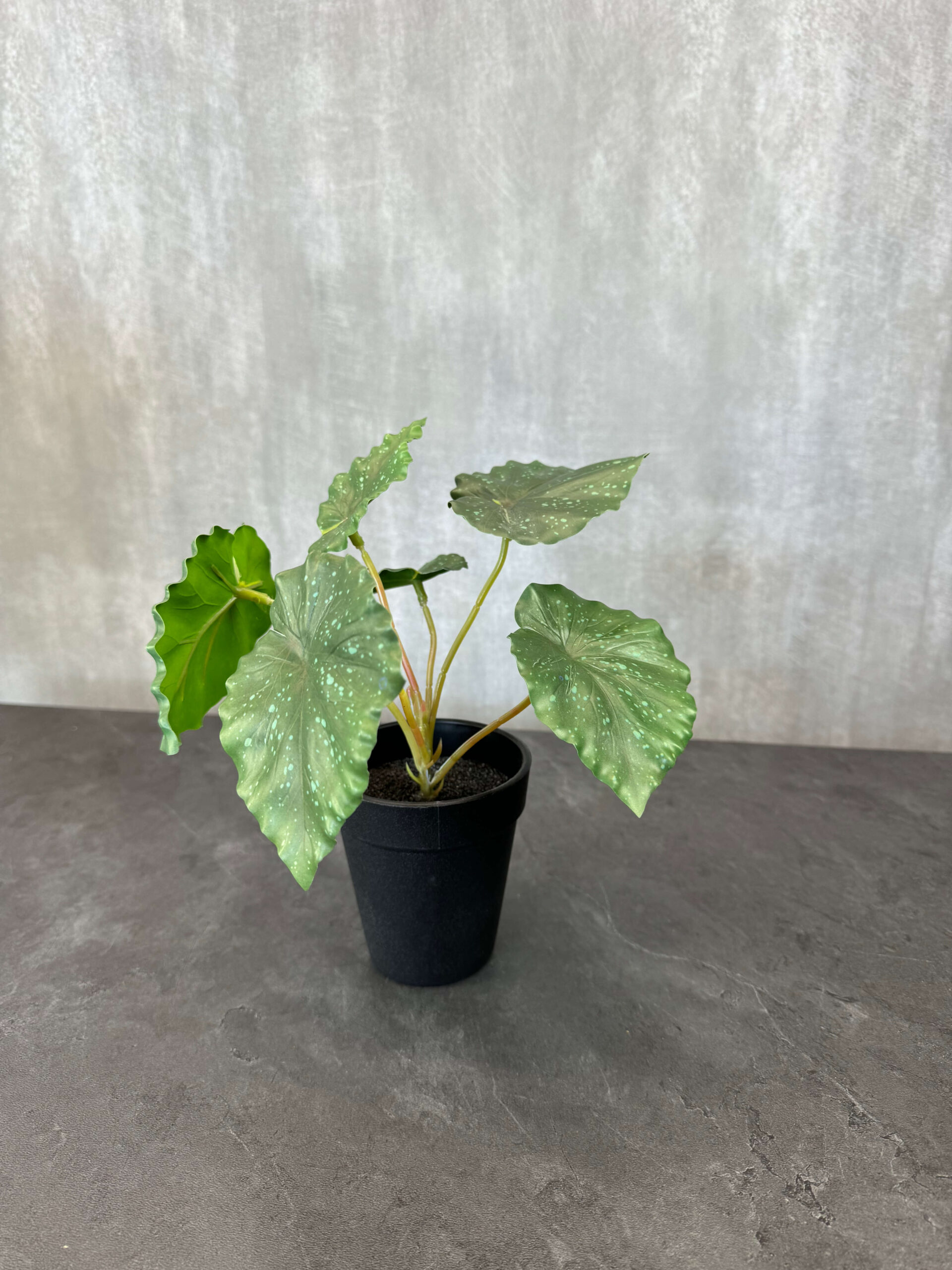 Begonia tekokasvi ruukussa - Image 2