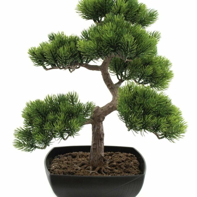 Bonsai tekopuu 50cm