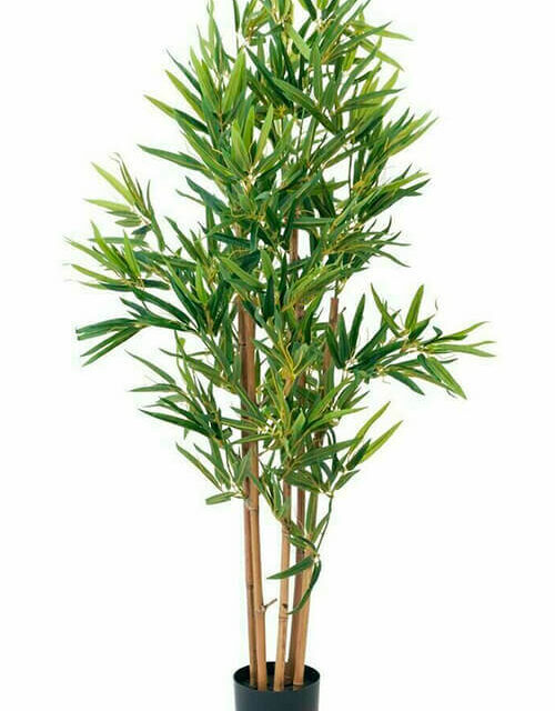 Bambu tekokasvi - 120cm