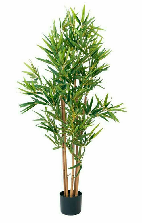 Bambu tekokasvi - 120cm