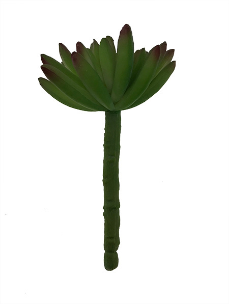 Crassula tekomehikasvi