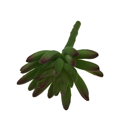 Crassula tekomehikasvi - Image 3