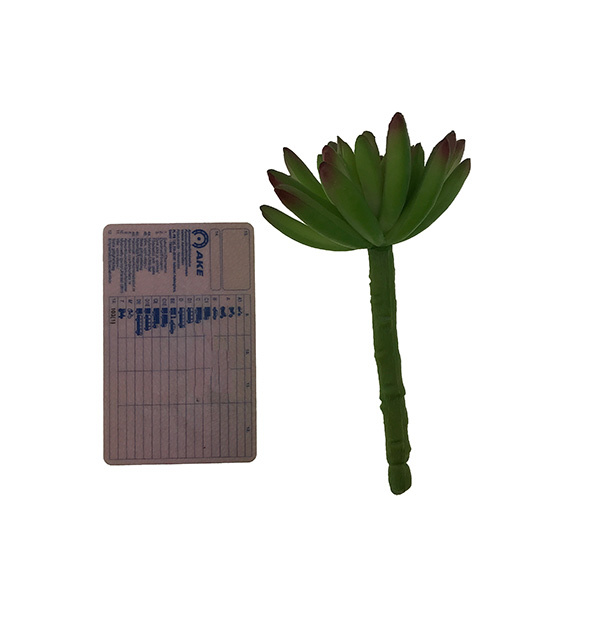 Crassula tekomehikasvi - Image 2