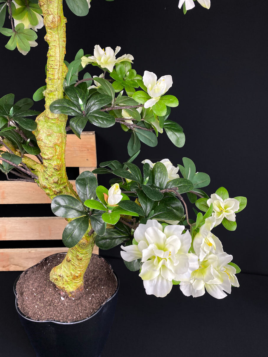 Azalea bonsai tekopuu 80cm - Image 2