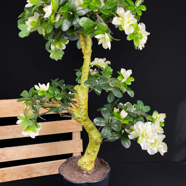 Azalea bonsai tekopuu 80cm
