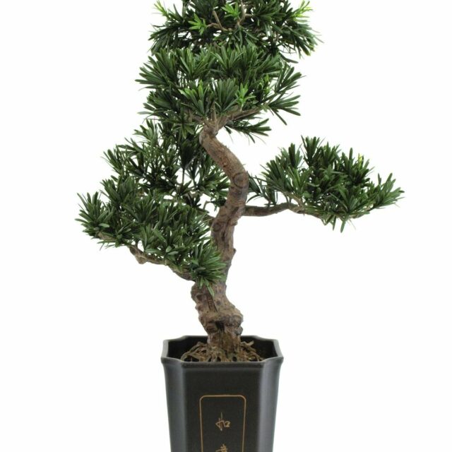 Bonsai tekokasvi ruukussa 80cm