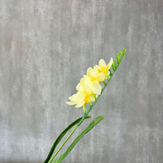 Freesia kestokukka, vaaleankeltainen