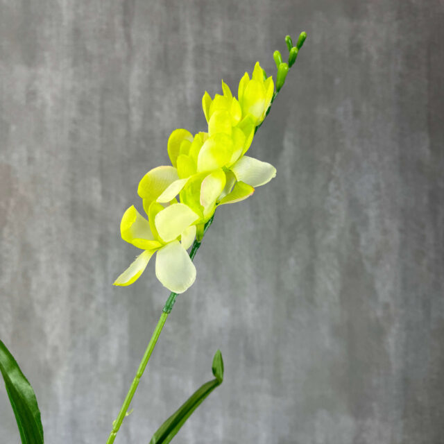 Freesia tekokukka, vaaleanvihreä