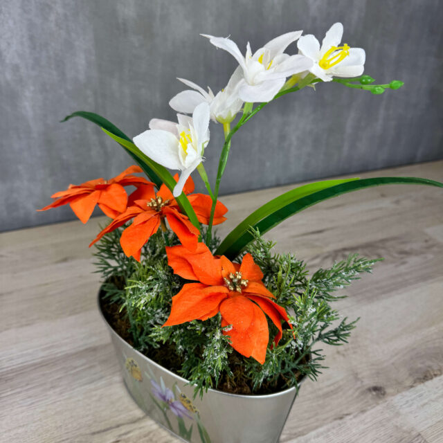 Oranssit joulutähdet ruukussa, kestokukka-asetelma