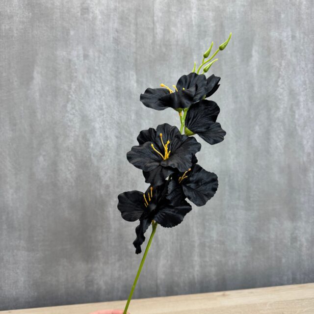 Miekkalilja tekokukka, musta