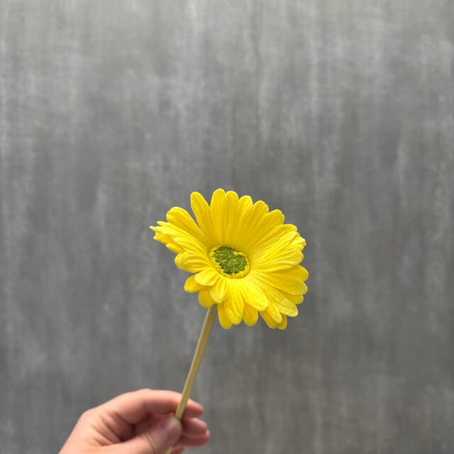 Keltainen gerbera tekokukka