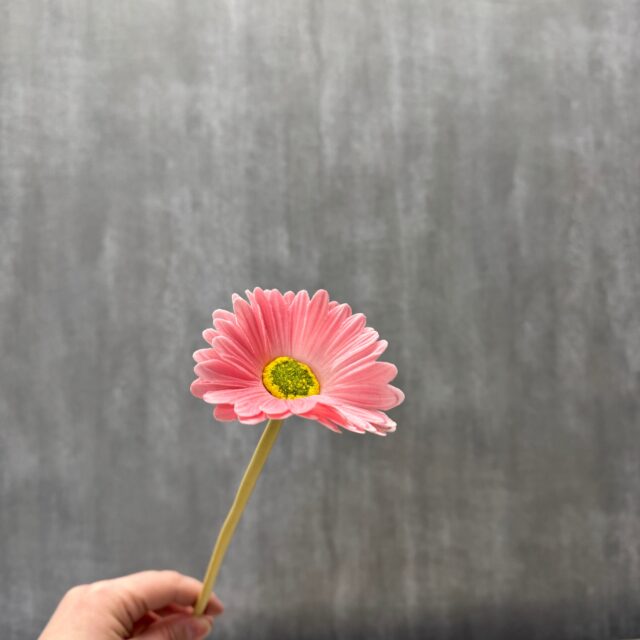 Vaaleanpunainen gerbera tekokukka