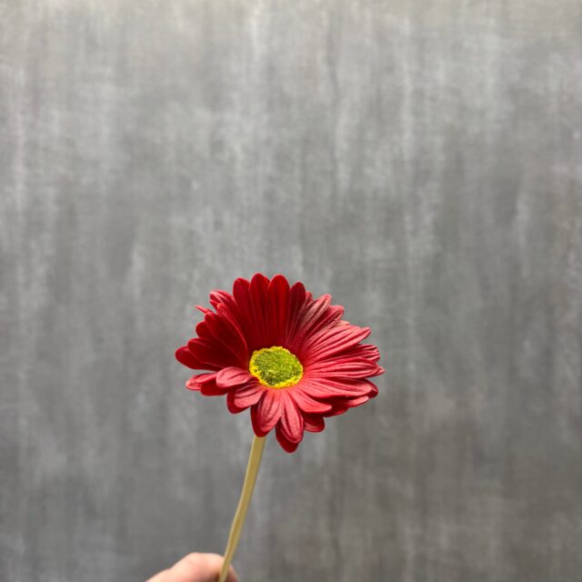 Punainen gerbera tekokukka