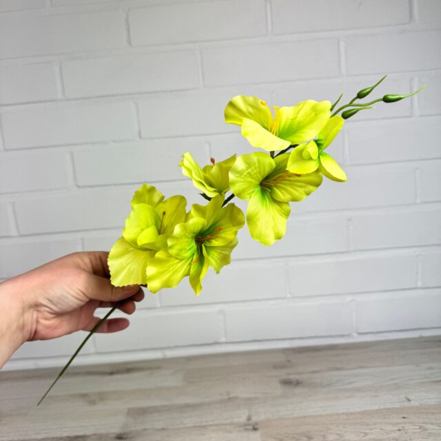 Miekkalilja kestokukka, vihreä