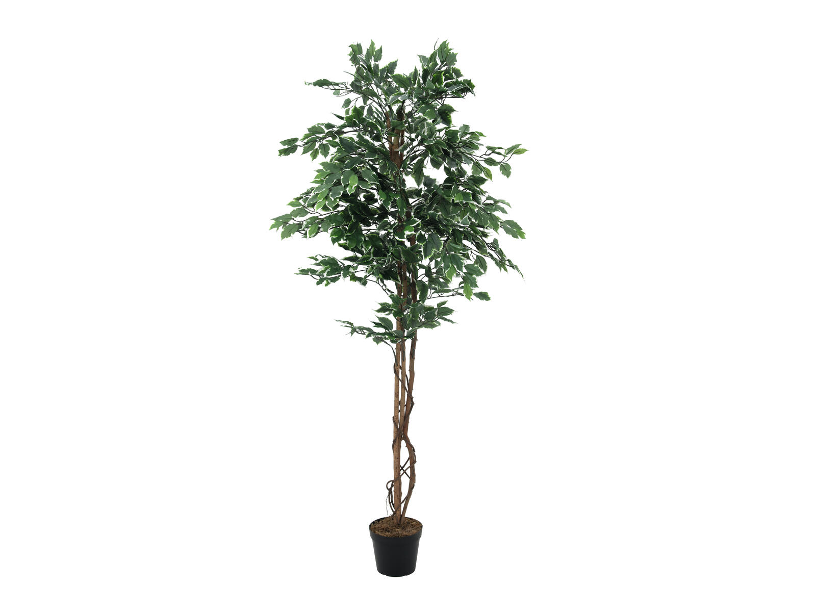 Kirjavalehtinen vihreä-valkoinen tekopuu puutarharuukussa, 180 cm