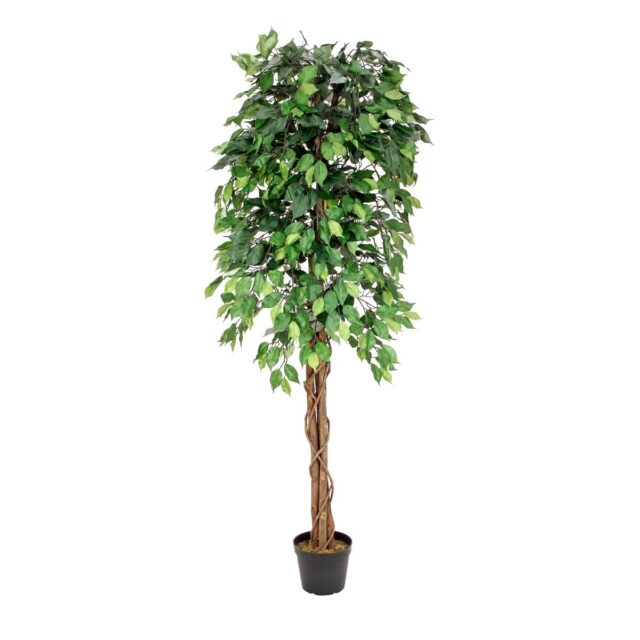 Vihreä monirunkoinen Ficus Benjamini -tekopuu 180 cm