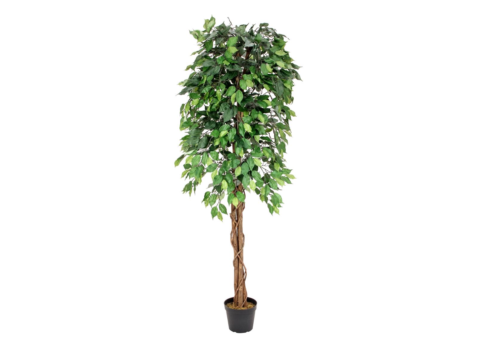 Vihreä monirunkoinen Ficus Benjamini -tekopuu 180 cm