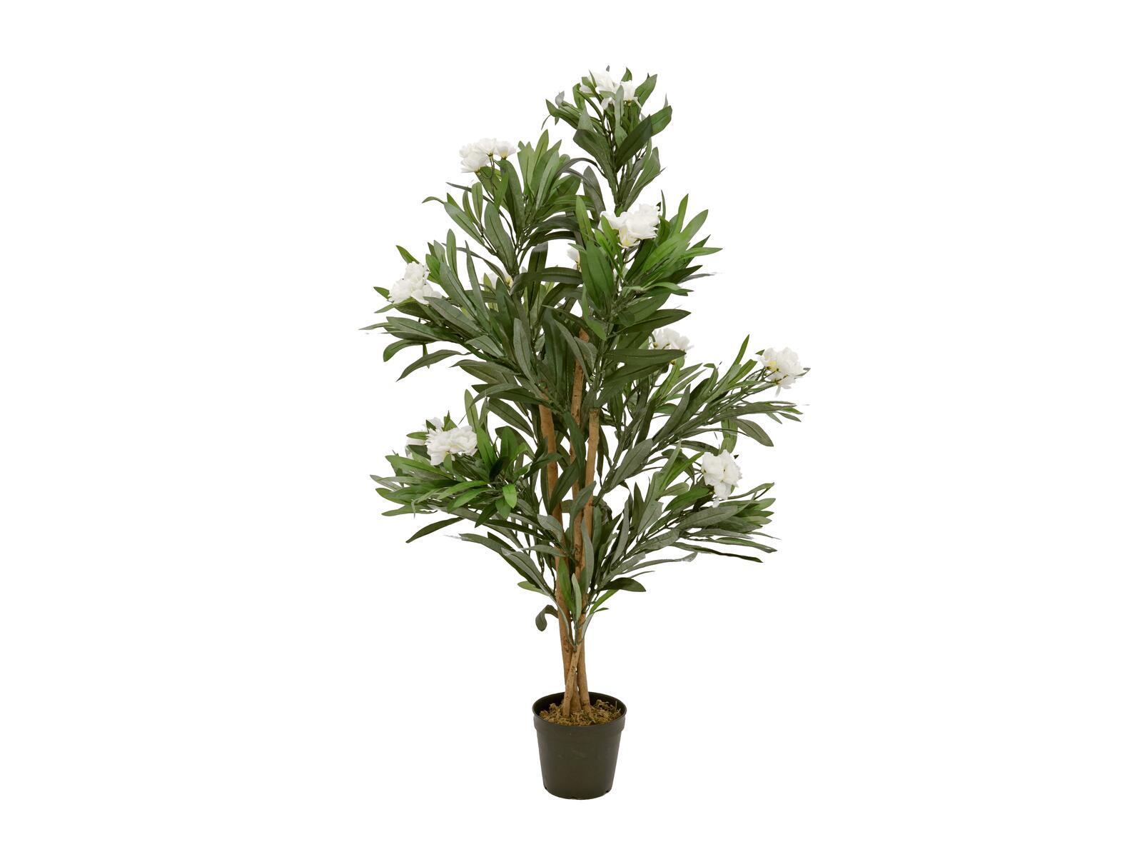 Valkokukkainen oleanteritekopuu 120 cm taimitarharuukussa